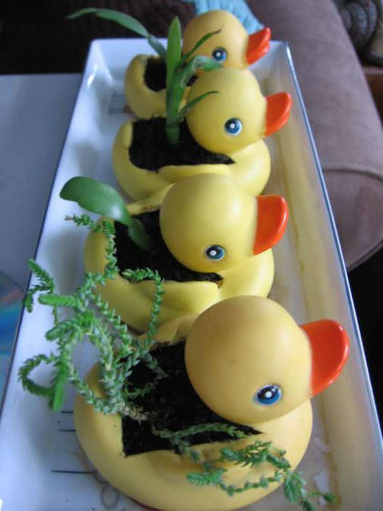 Fill rubber ducks with succulent plants.