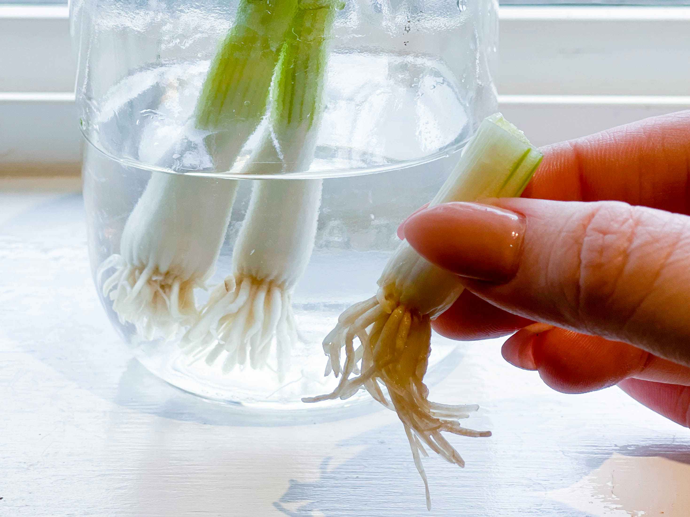 A person's hand holding the roots of a green onion in front of a mason jar with two more green onions that are regrowing inside.