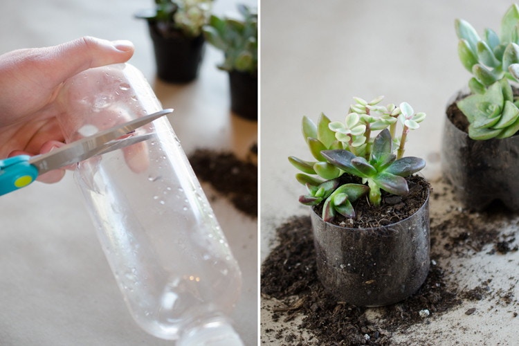 someone cutting the top off a plastic bottle and using it as a planter.