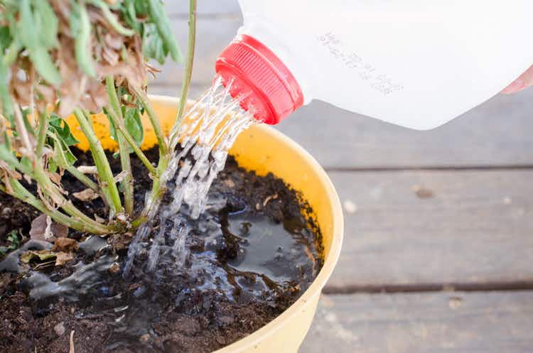 A person watering a plant using a milk jug with holes in the lid.