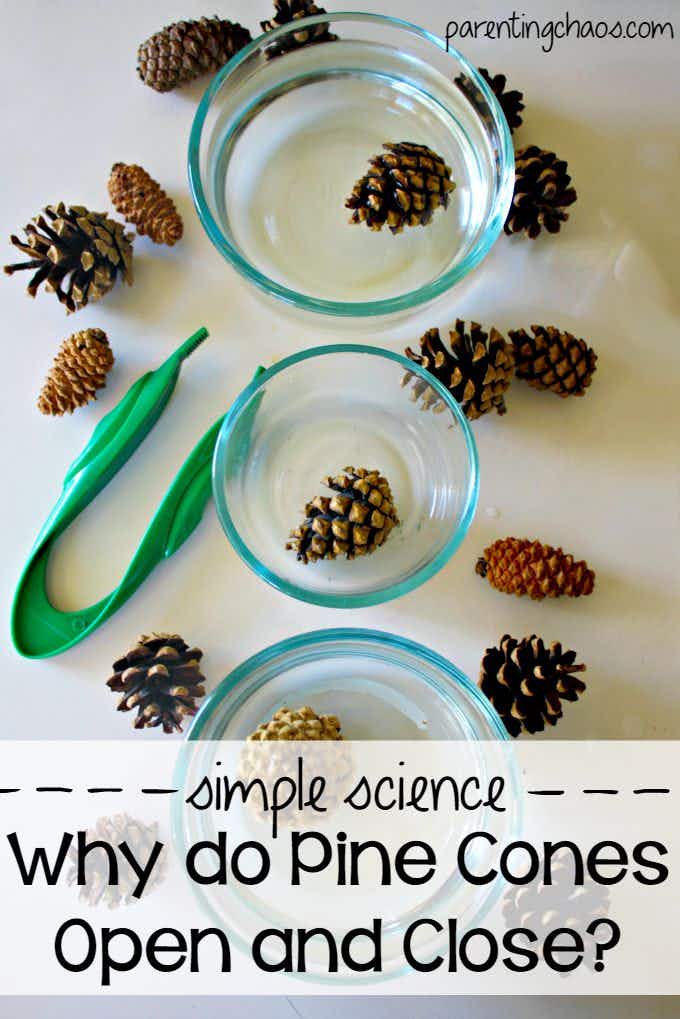 three glass bowls containing pine cones and the questions: simple science. why do pine cones open and close?