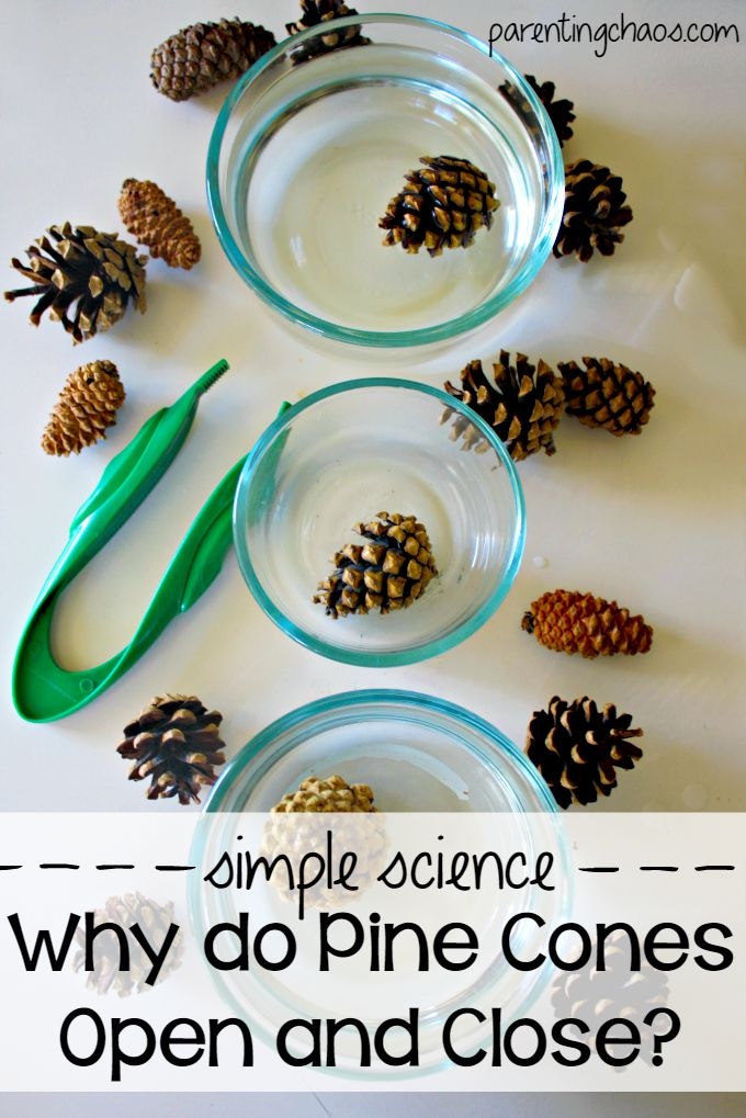 three glass bowls containing pine cones and the questions: simple science. why do pine cones open and close?