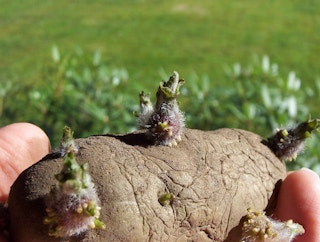 old potatoes sprout
