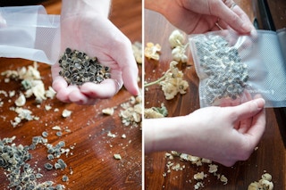 Preserve dried seeds until the next planting season.