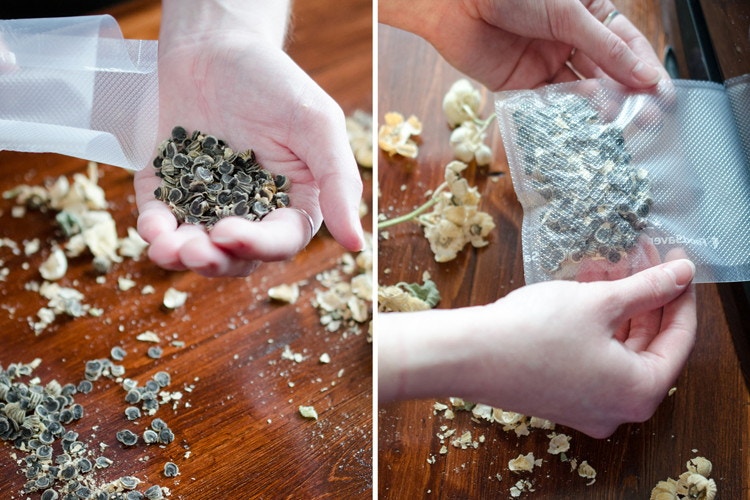 Preserve dried seeds until the next planting season.