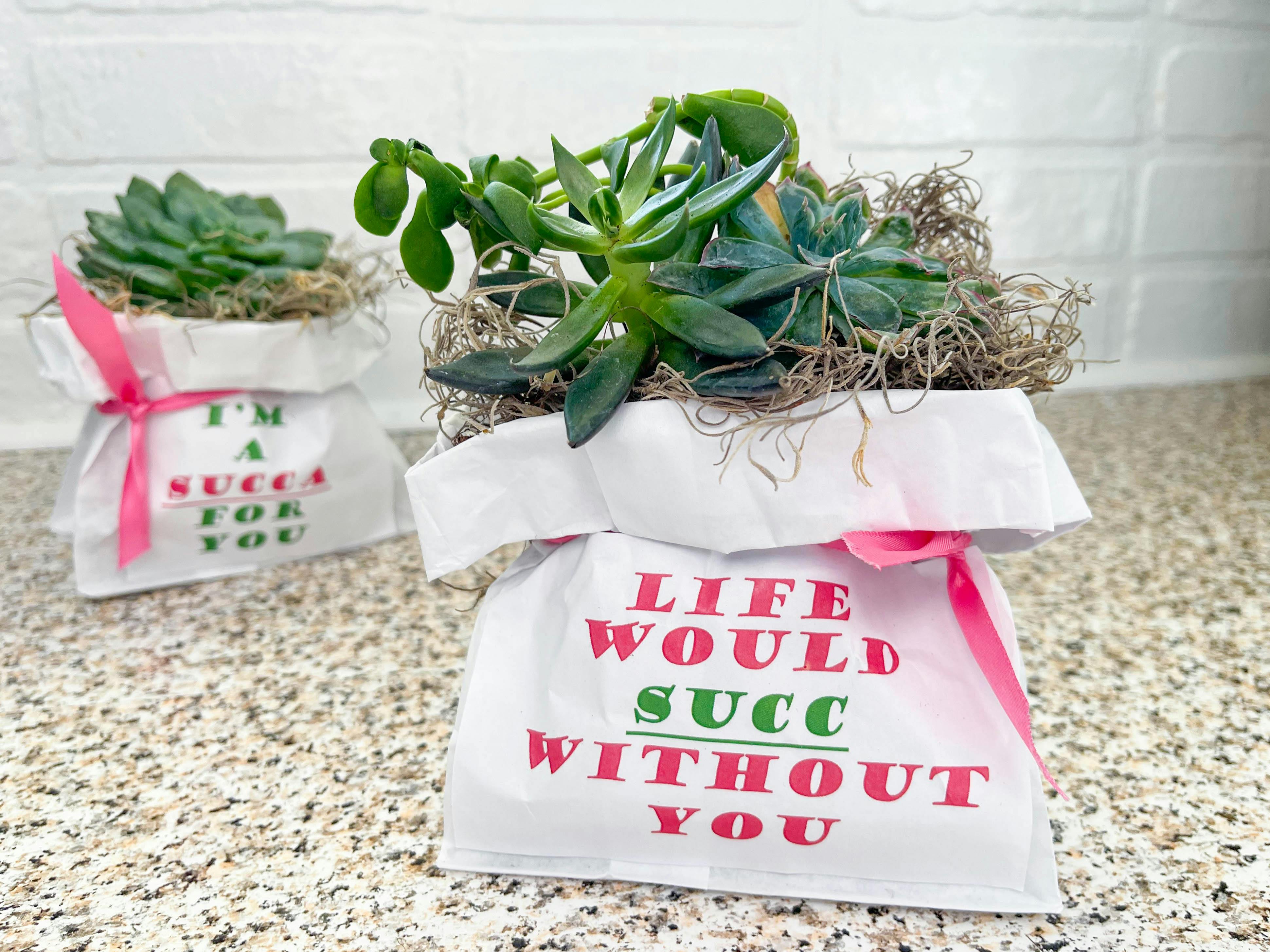 paper bags with succulents
