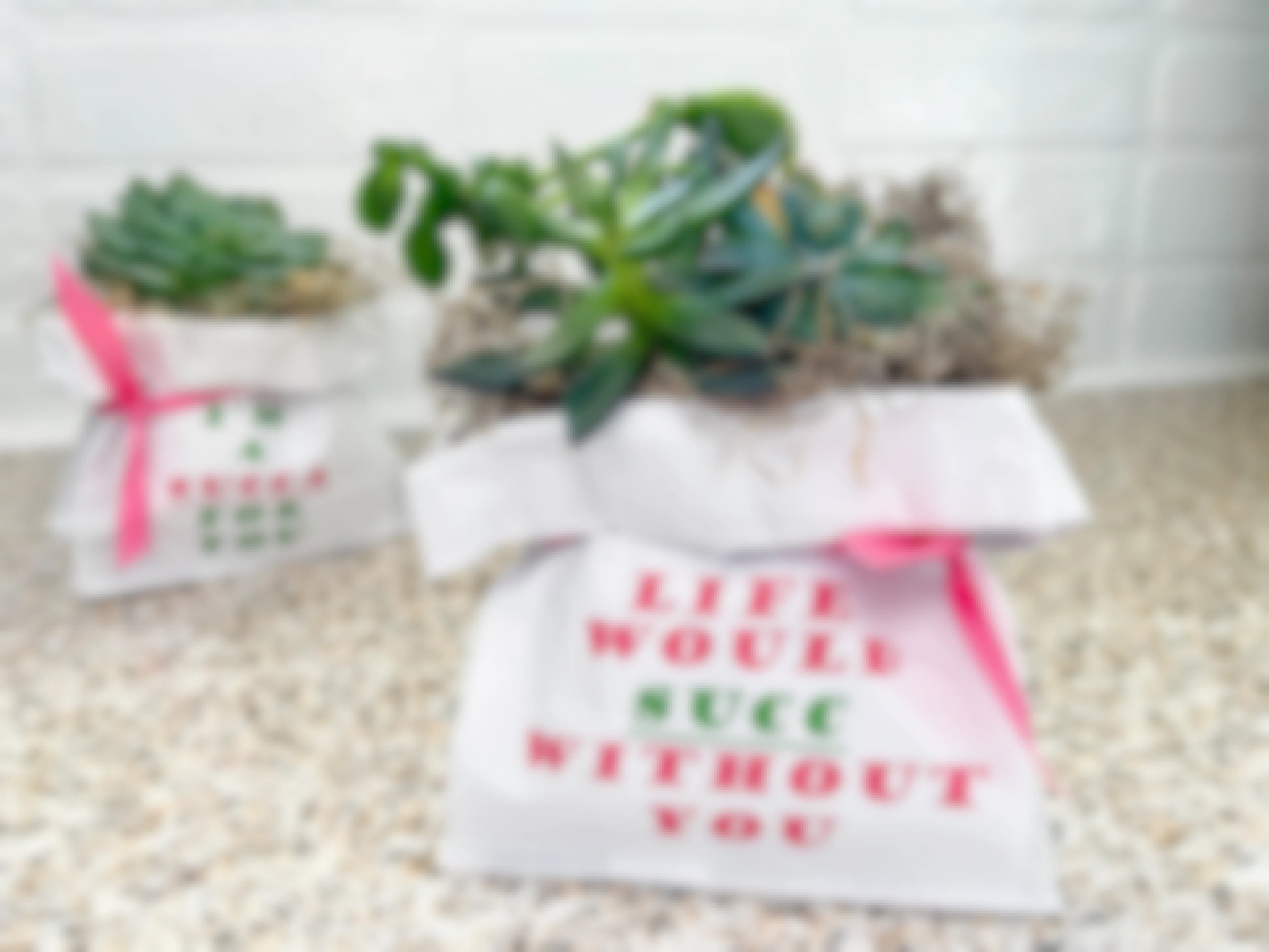 paper bags with succulents