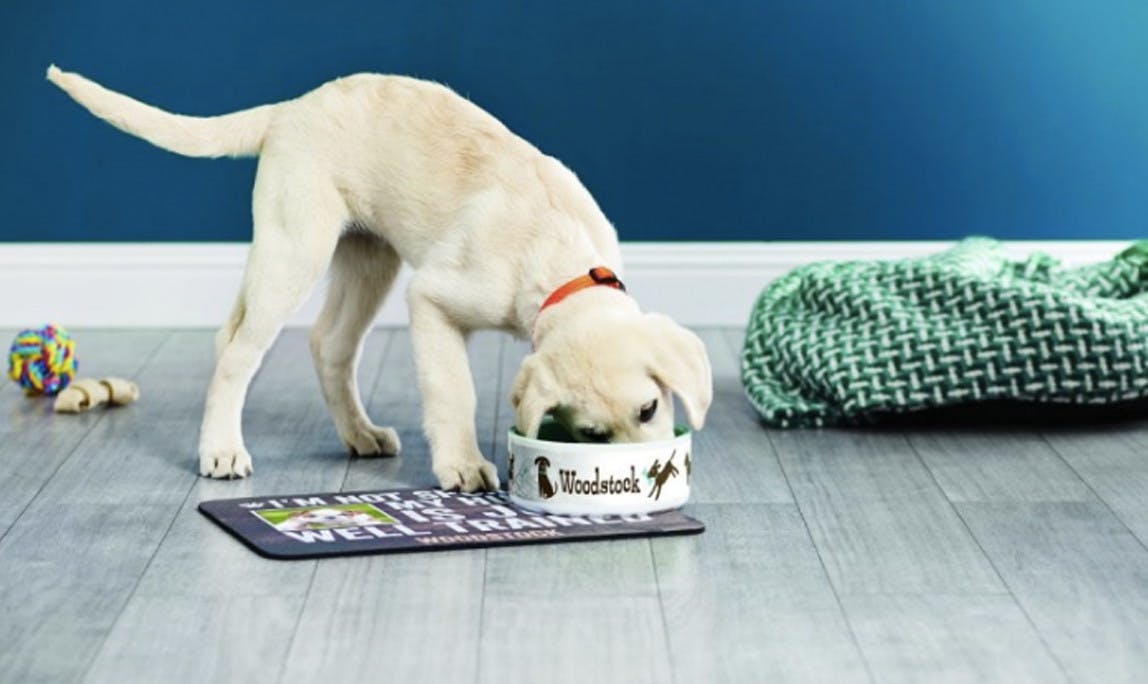 shutterfly dog collars