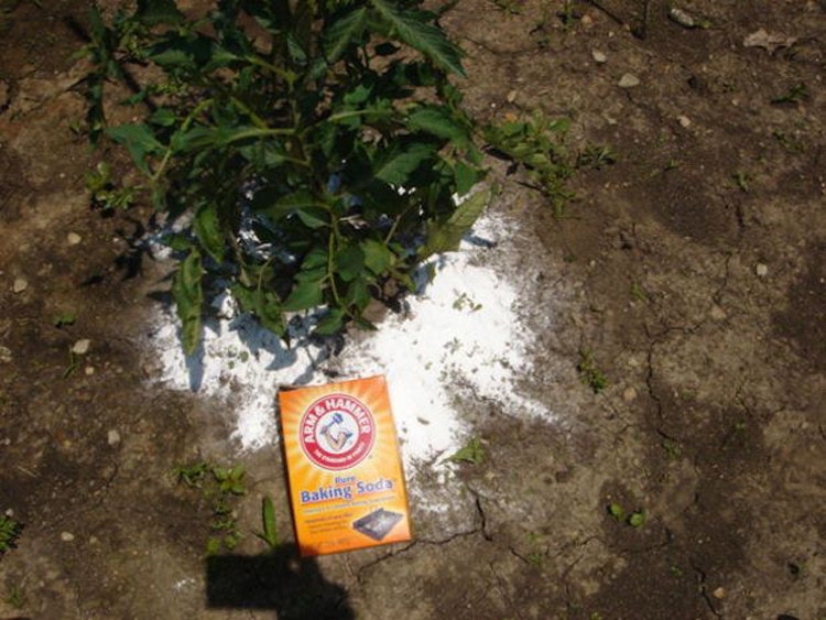 tomato plant with baking soda around it