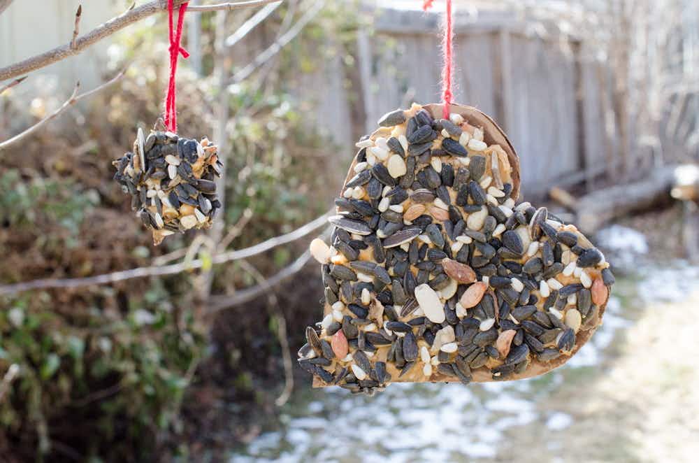 DIY bird feed ornaments hanging from a tree outside