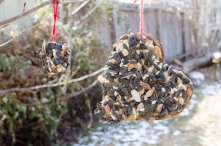 Feed birds using an empty cardboard box.