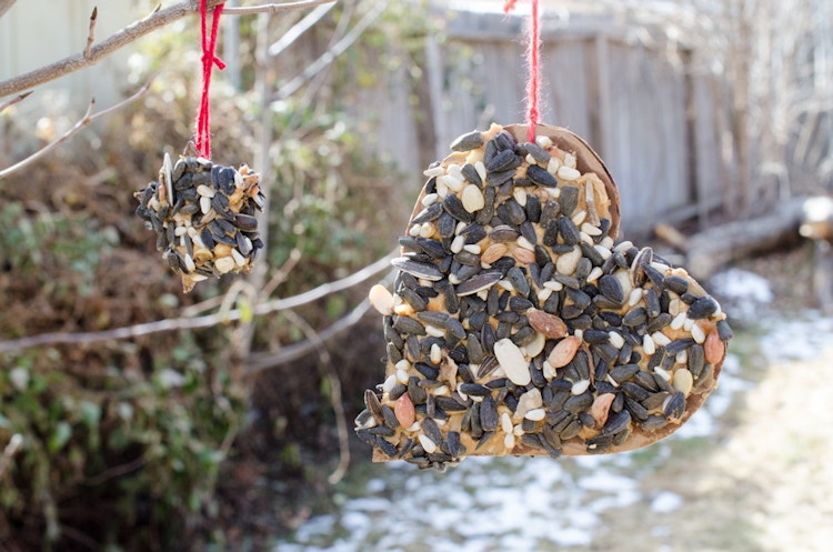 Feed birds using an empty cardboard box.