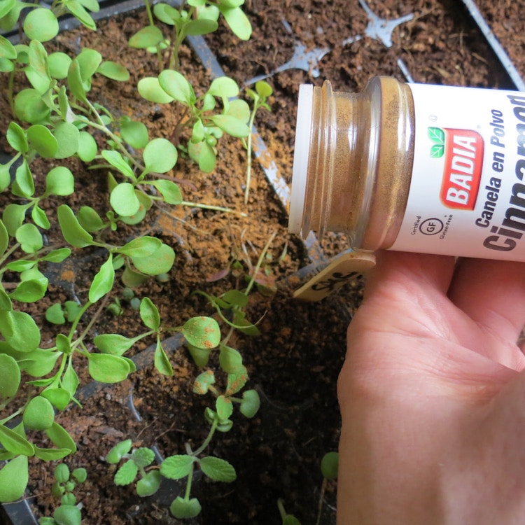 someone sprinkling cinnamon around seedlings