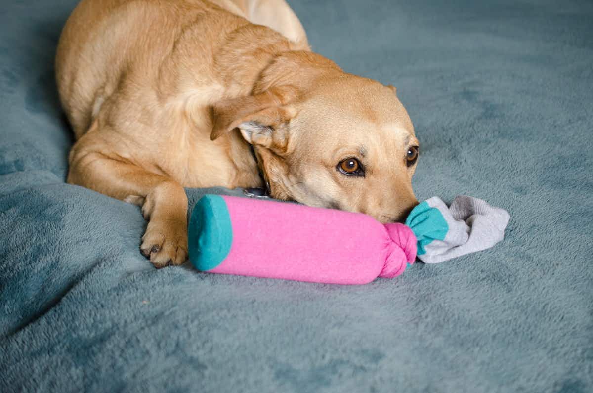 A dog laying down with a toy made out of a sock..