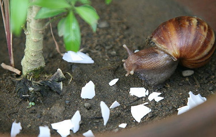 crushed-up eggshells on dirt next to a snail