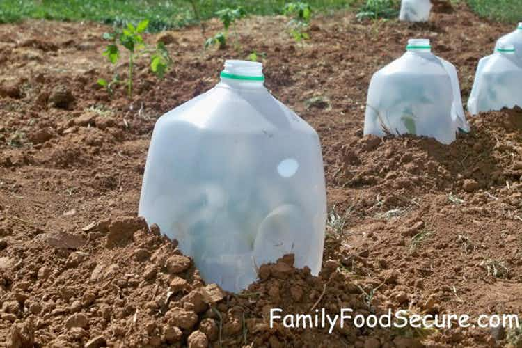 milk jugs over plants