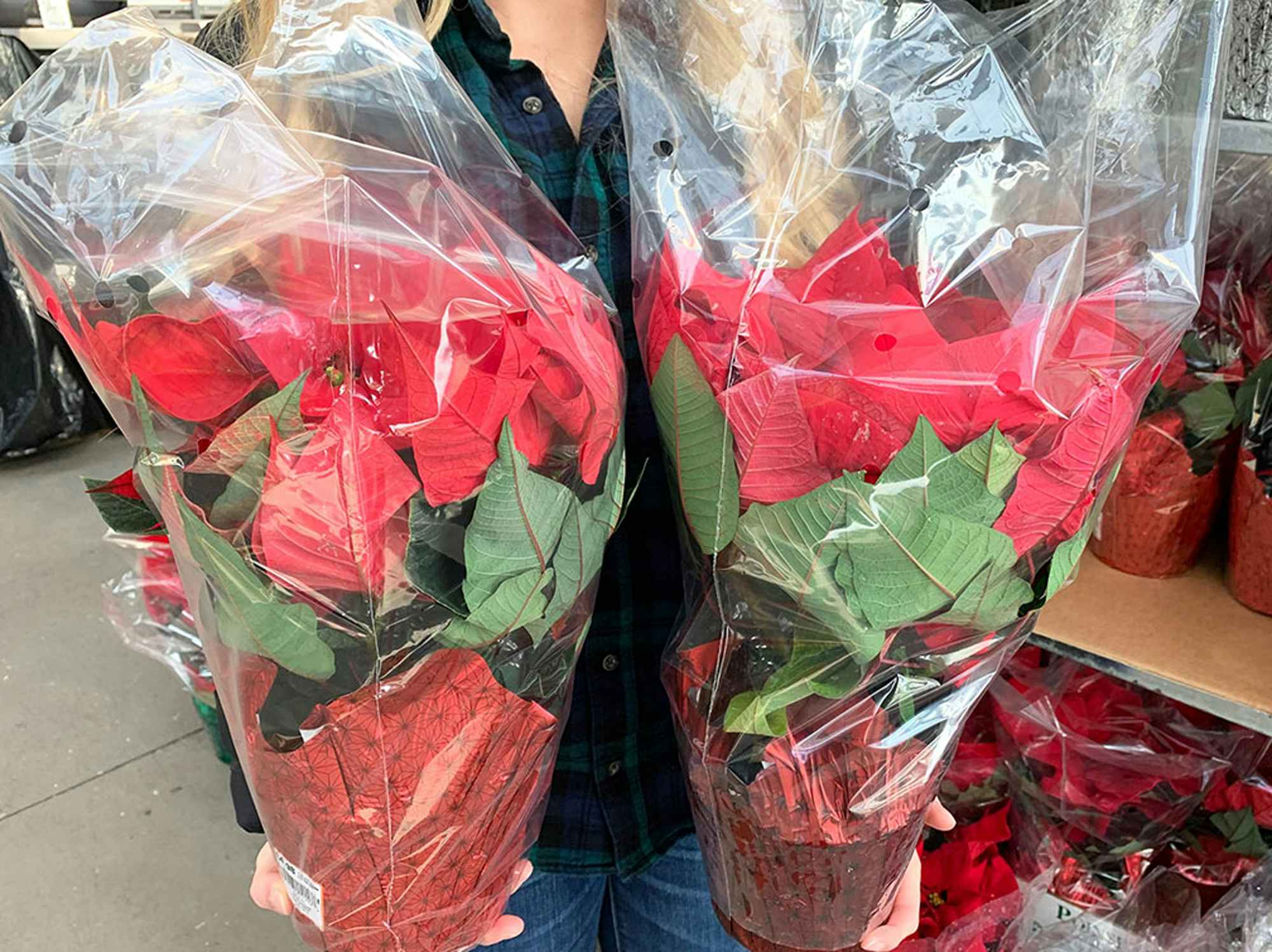 a person holding two poinsettias in home depot