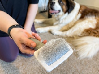 pet brush getting dog hair