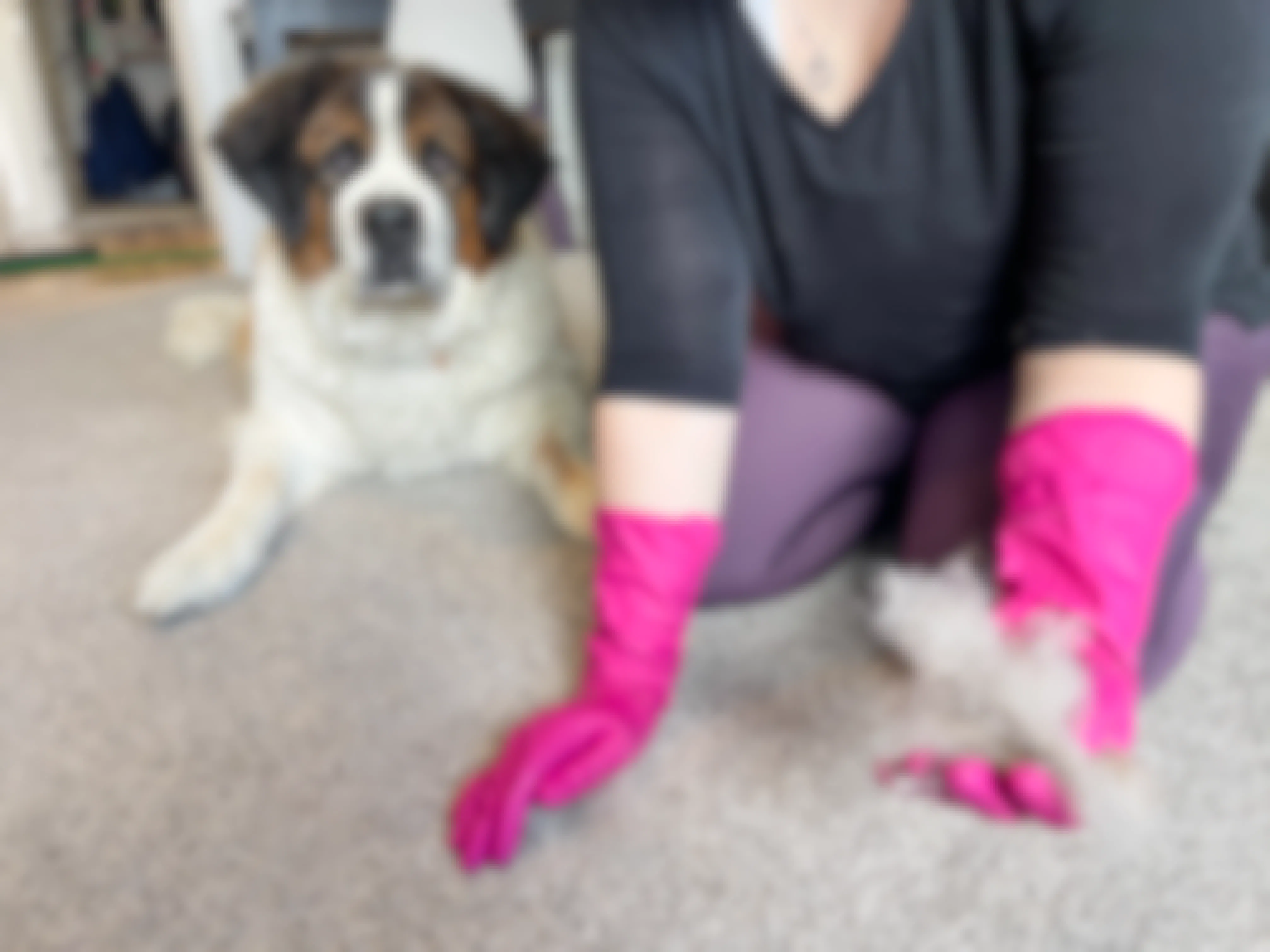 woman wearing rubber cleaning gloves to clean pet hair in carpet
