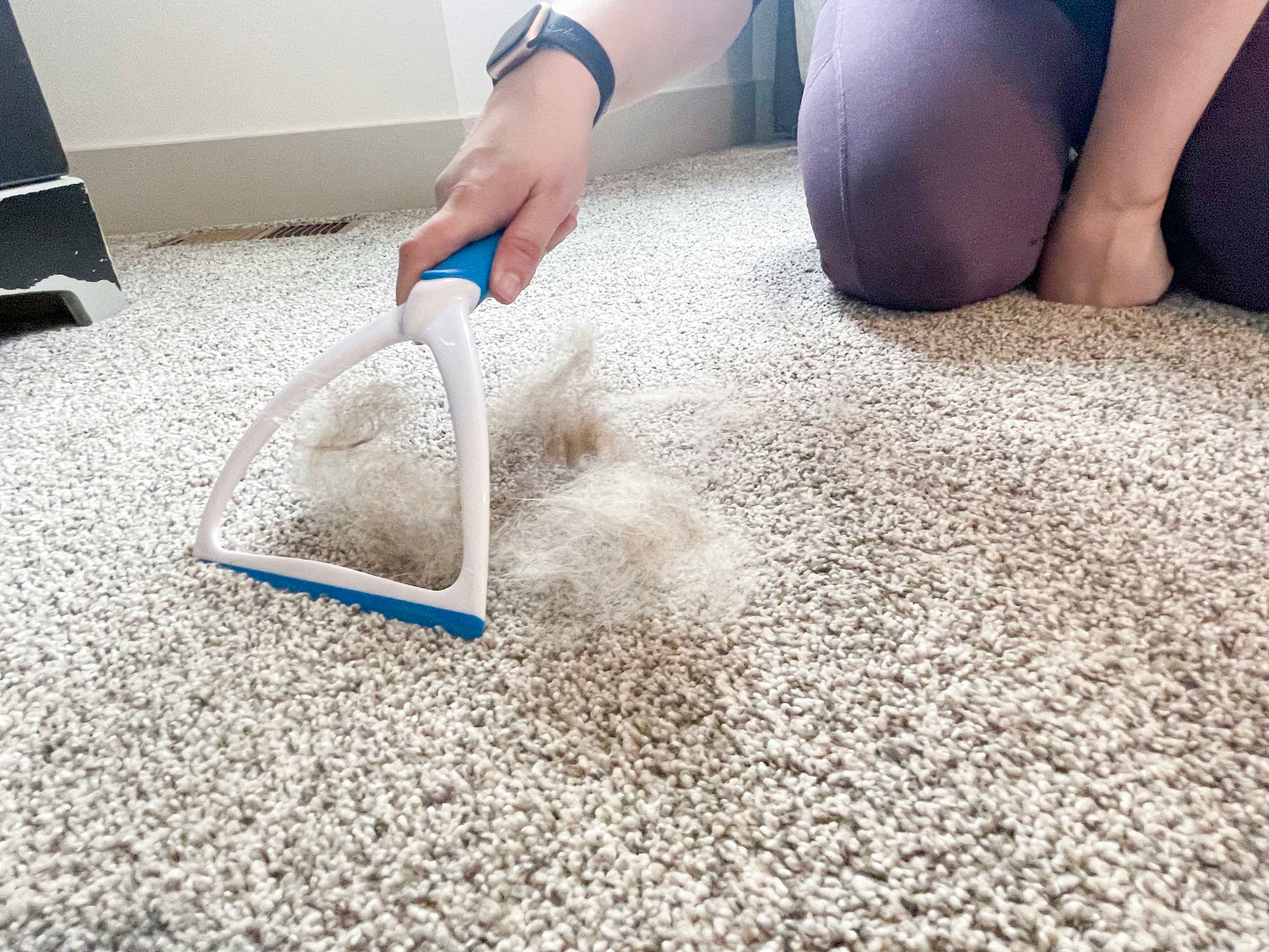 using squeegee to clean pet hair off carpet