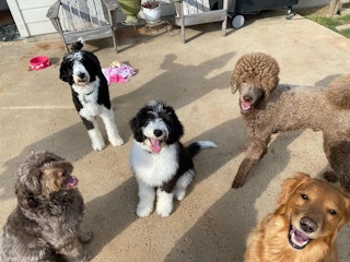 Five dogs outside on a cement patio.