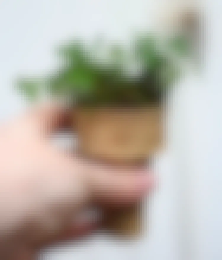 someone holding an ice cream cone with a plant growing out of it