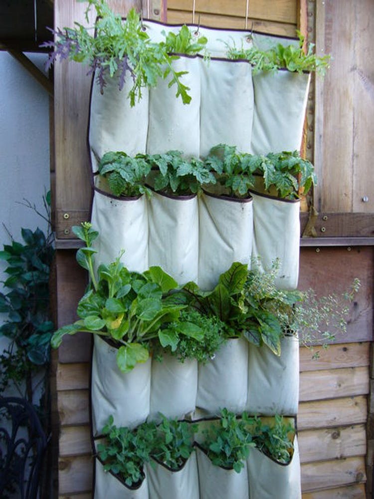 over-the-door organizer filled with plants