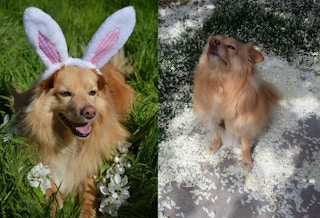 A dog wearing bunny ears and sitting on a petal covered sidewalk
