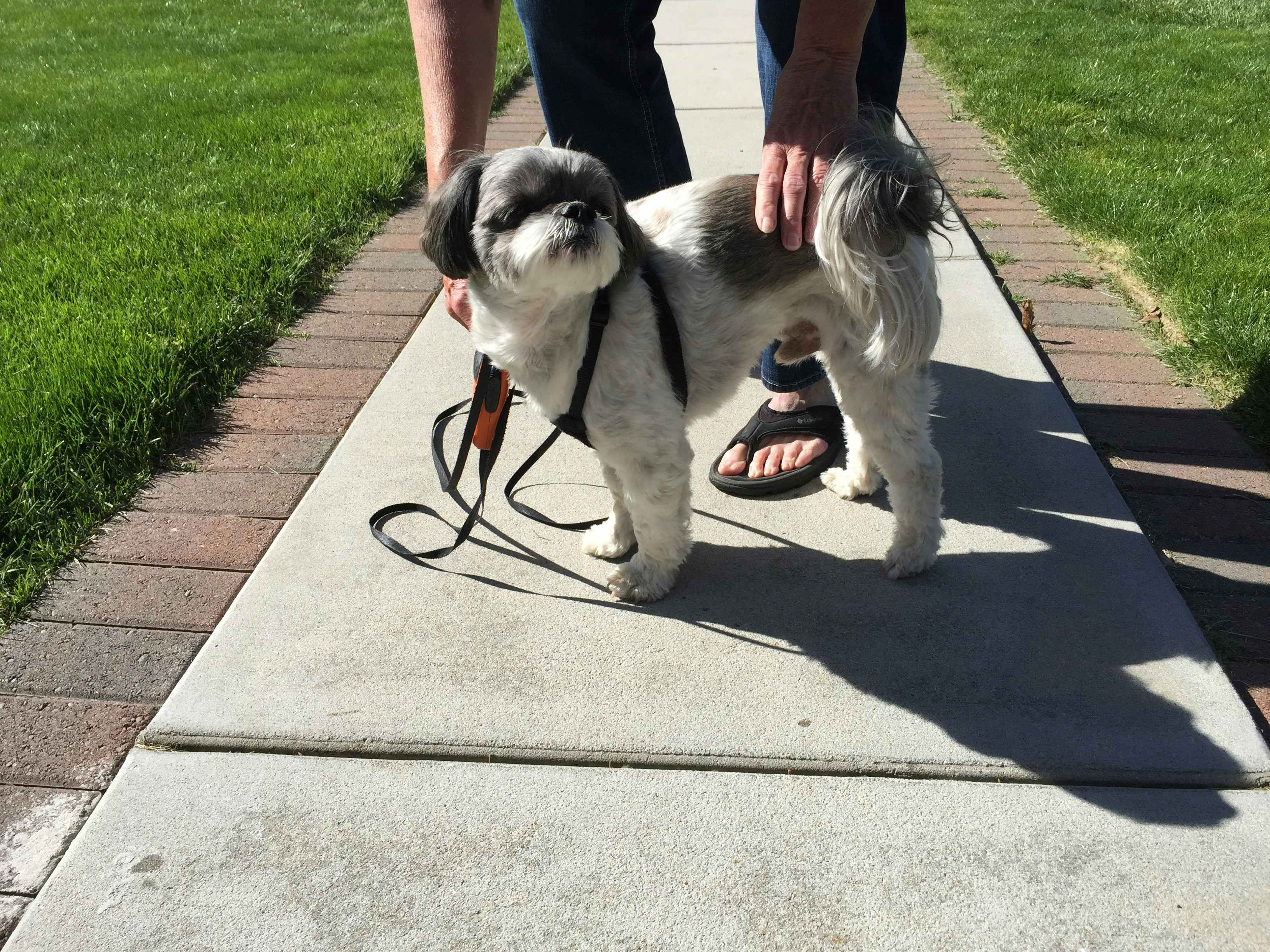 person standing next to a dog and holding the leash on the dog