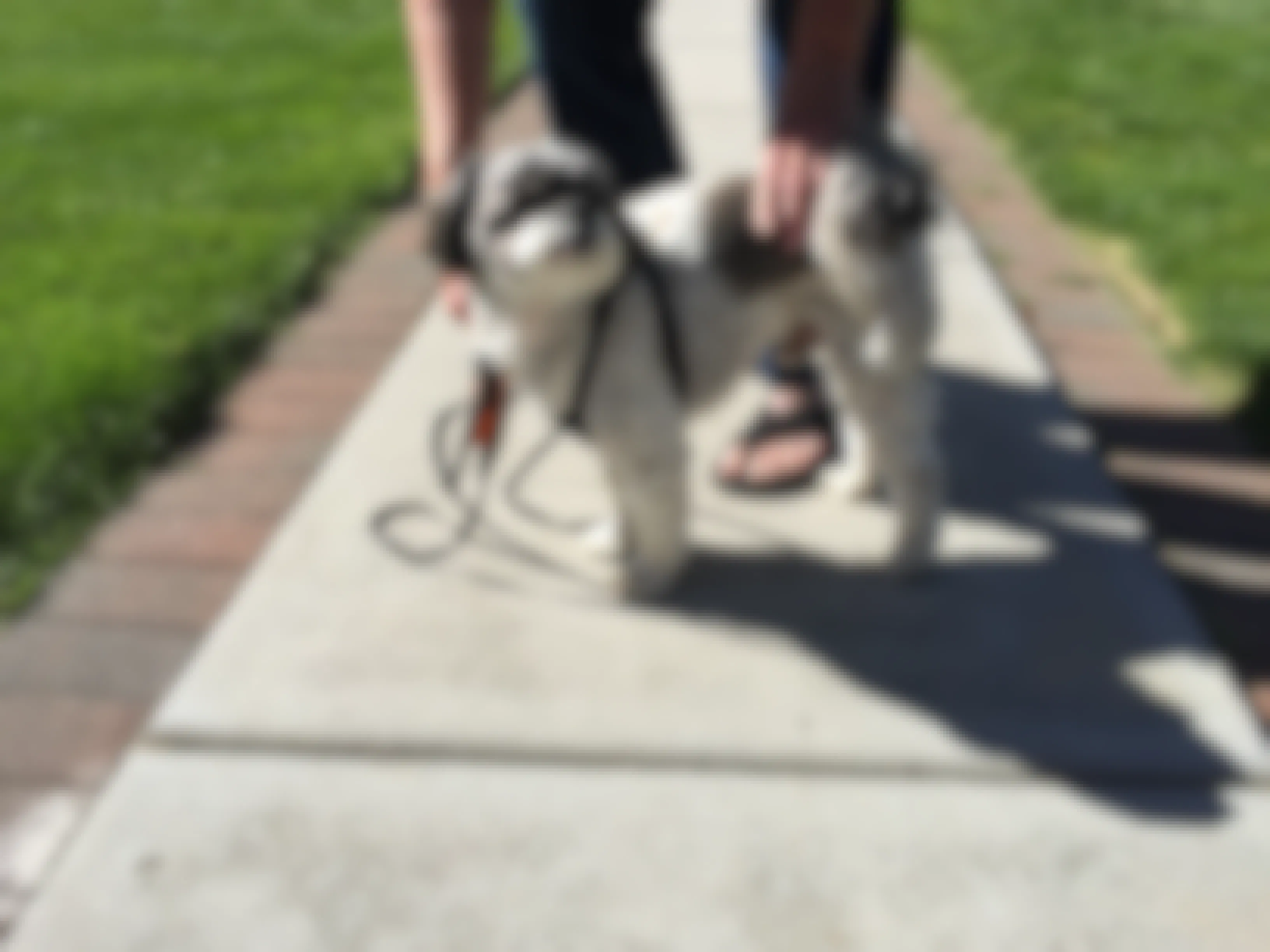 person standing next to a dog and holding the leash on the dog