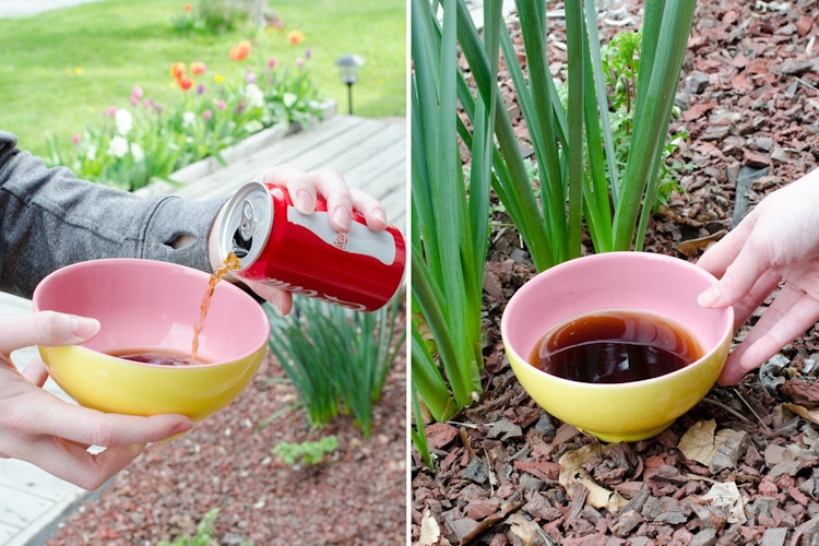 Get rid of slugs and snails in a garden.