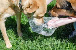 Someone using a shower cap as a travel dog bowl that two dogs are drinking out of it