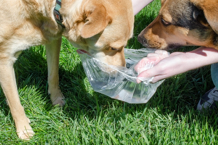 Someone using a shower cap as a travel dog bowl that two dogs are drinking out of it