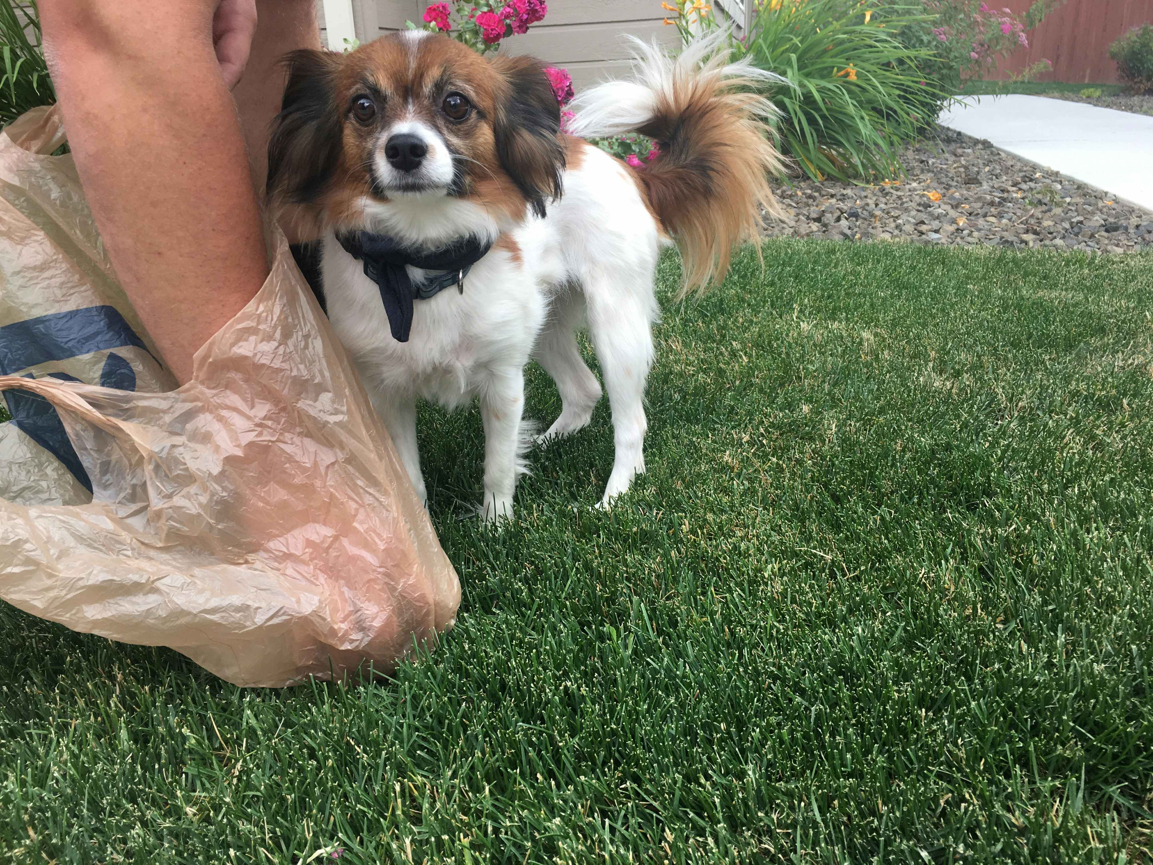 A person's hand using a grocery bag to pick up after their dog that is standing next to them on the grass.