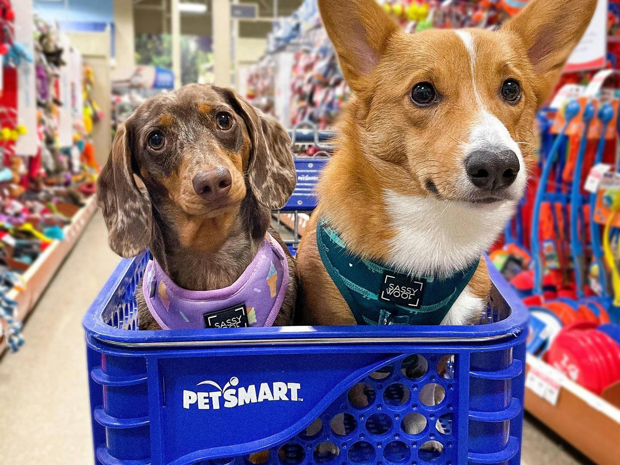 RARE* Stacking Discounts on Halloween Accessories at PetSmart