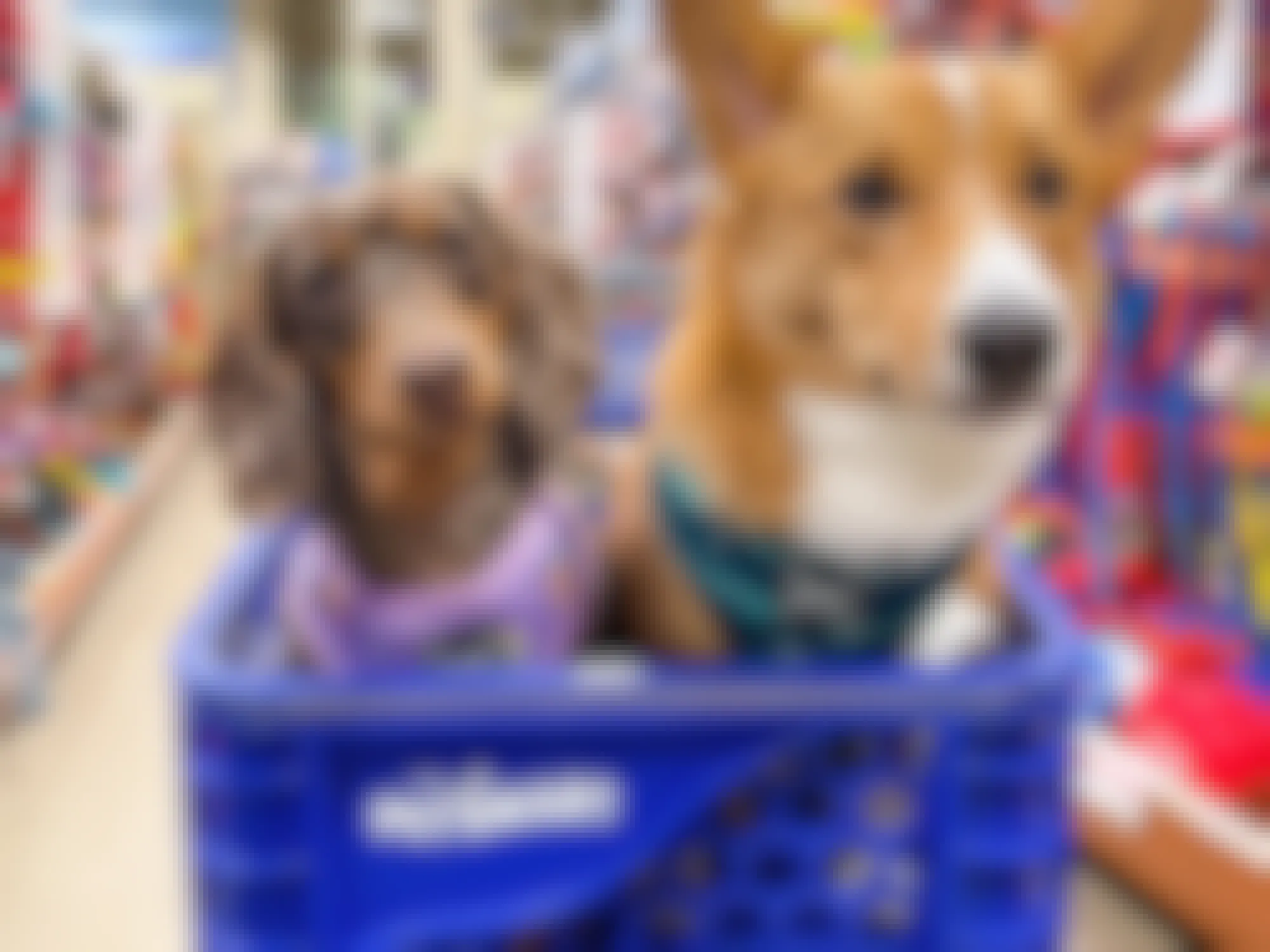 two dogs in a petsmart shopping cart
