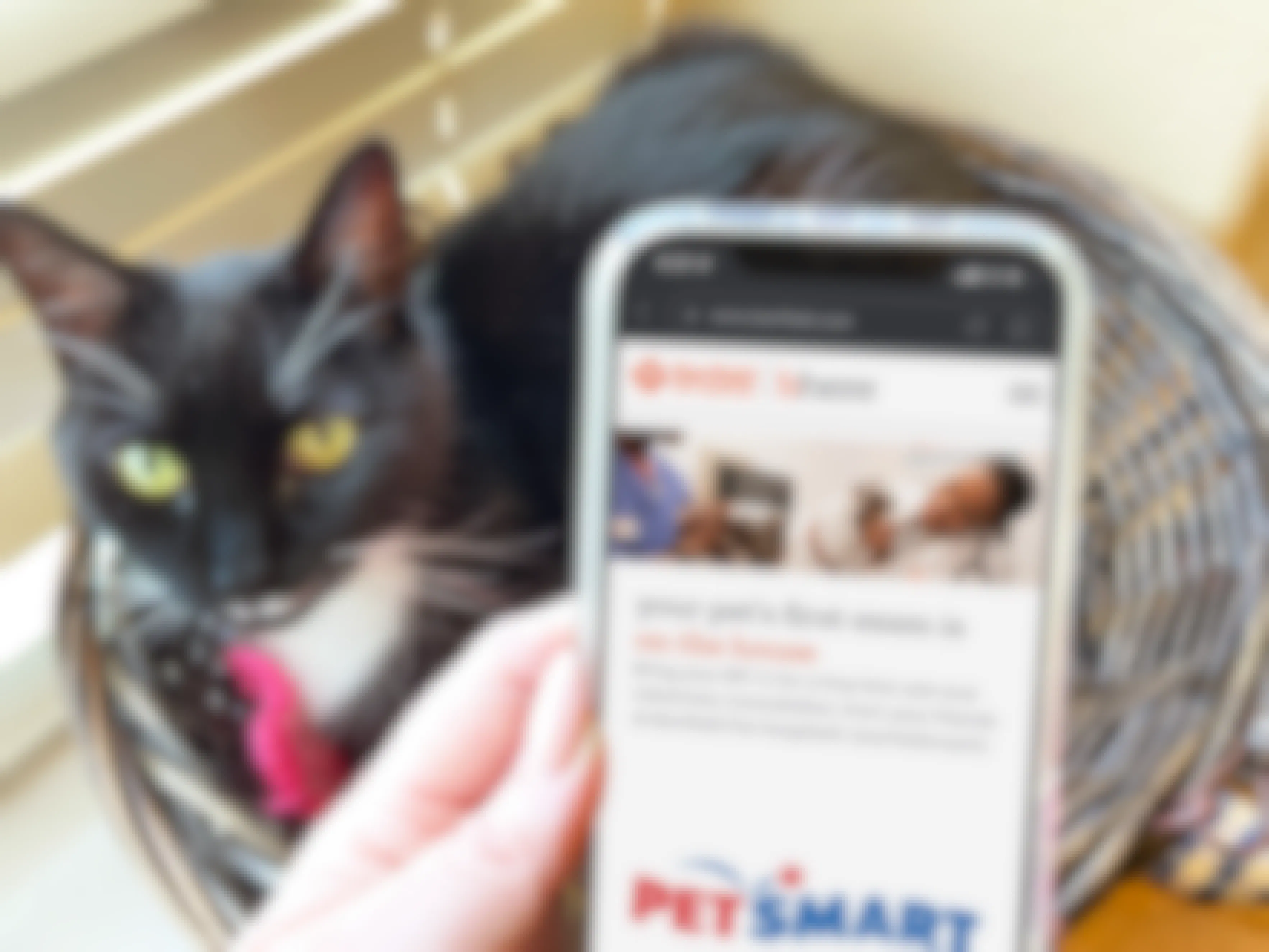 A cellphone displaying the PetSmart website's page about Banfield Pet Hospital's free vet clinic exam being held in front of cat lying in a basket.