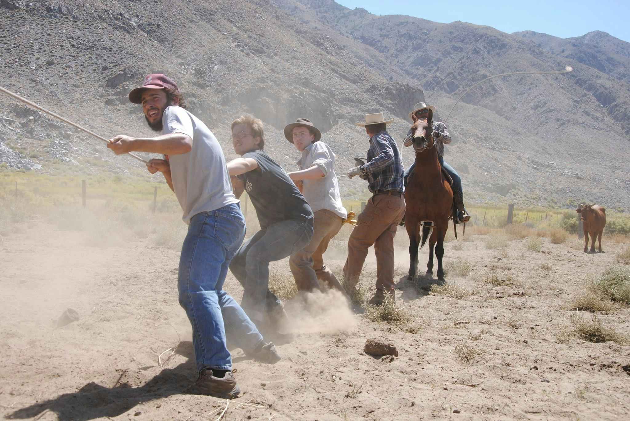 Multiple men pulling a rope with one man on a horse and a cow in the background.