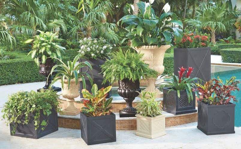 Plants in a garden center