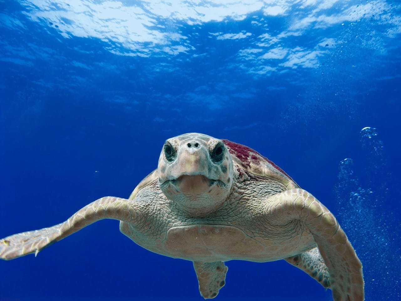 A sea turtle swimming in water, facing the camera.