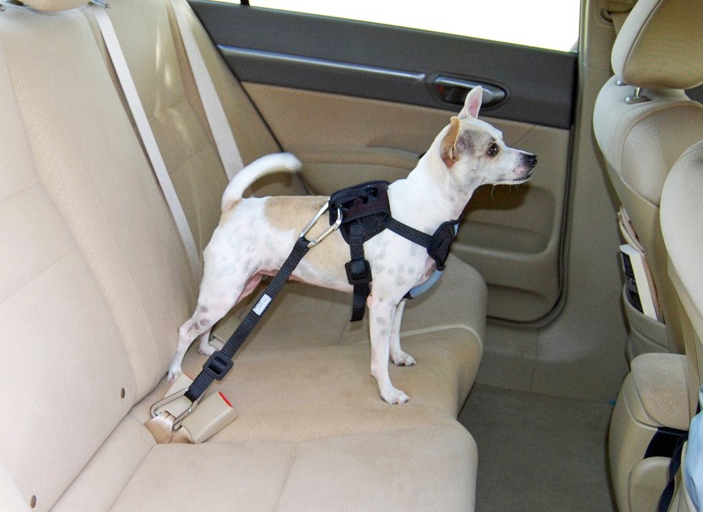 omorc dog seat belt