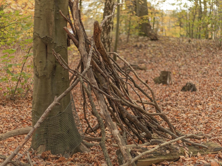 Dead tree branches and sticks leaning up against a tree in a place with fallen leaves covering the ground.