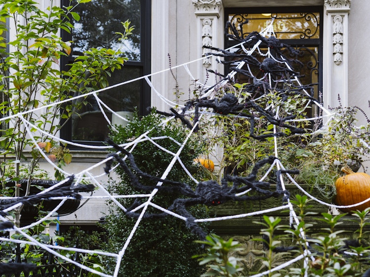 Giant spiders on a giant spider web put up as decoration for Halloween.