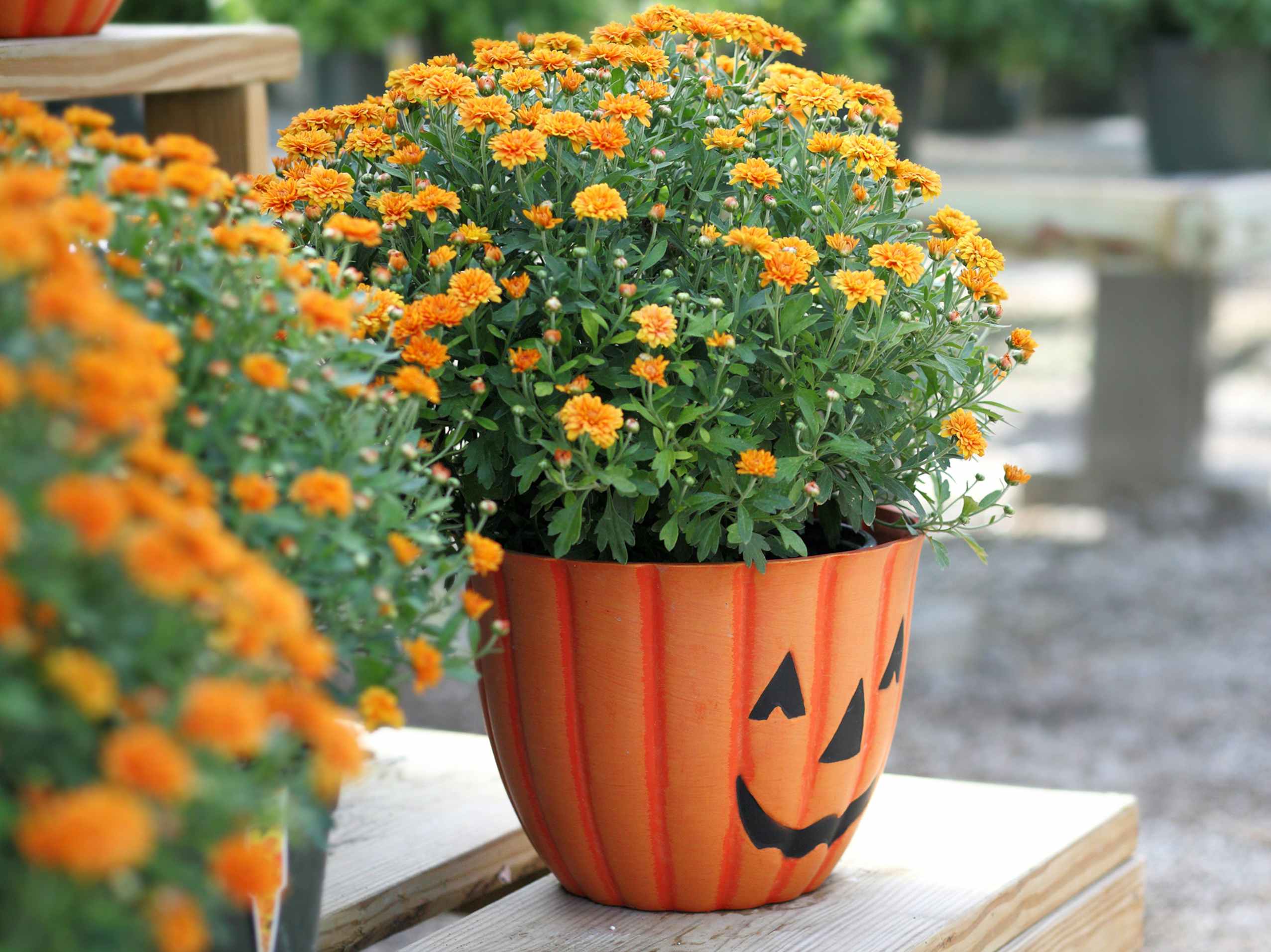 A Halloween pumpkin pail being used as a planter with flowers potted in it.