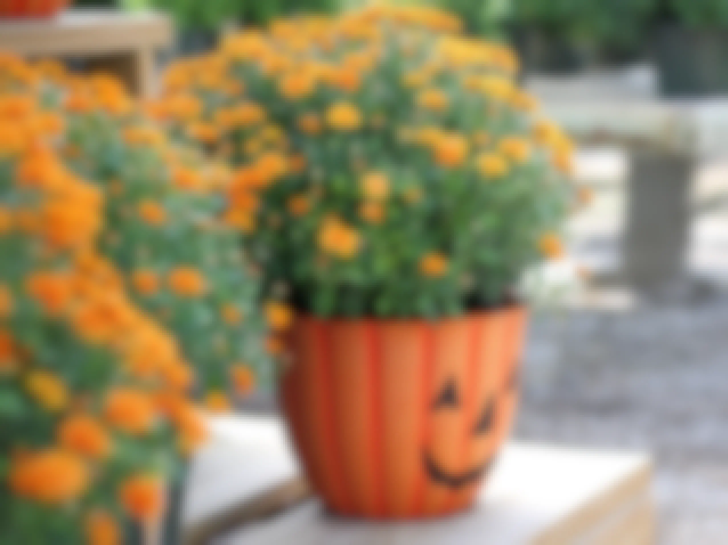 A Halloween pumpkin pail being used as a planter with flowers potted in it.