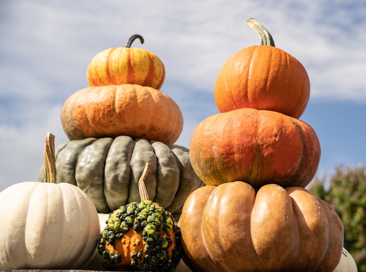 Pumpkins stacked on top of each other on display.