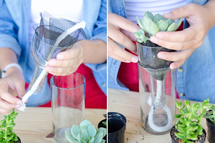 Never kill another plant by making a self-watering planter.