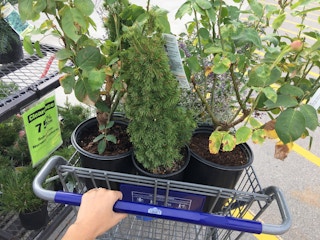 lowes plant clearance 101817a