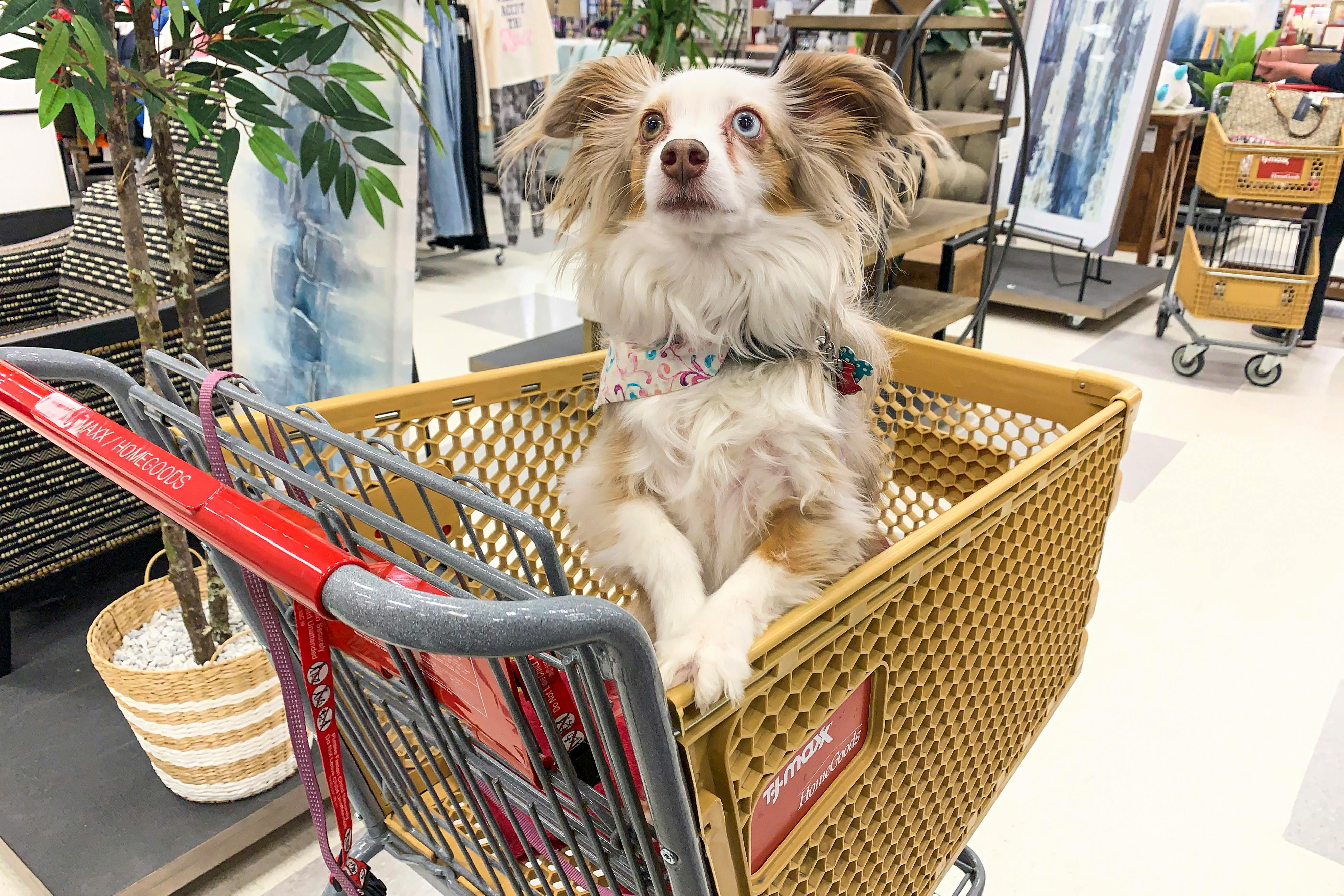 A dog sitting in a TJ Maxx shopping cart with its paws up on the side of the cart in an aisle at TJ Maxx.