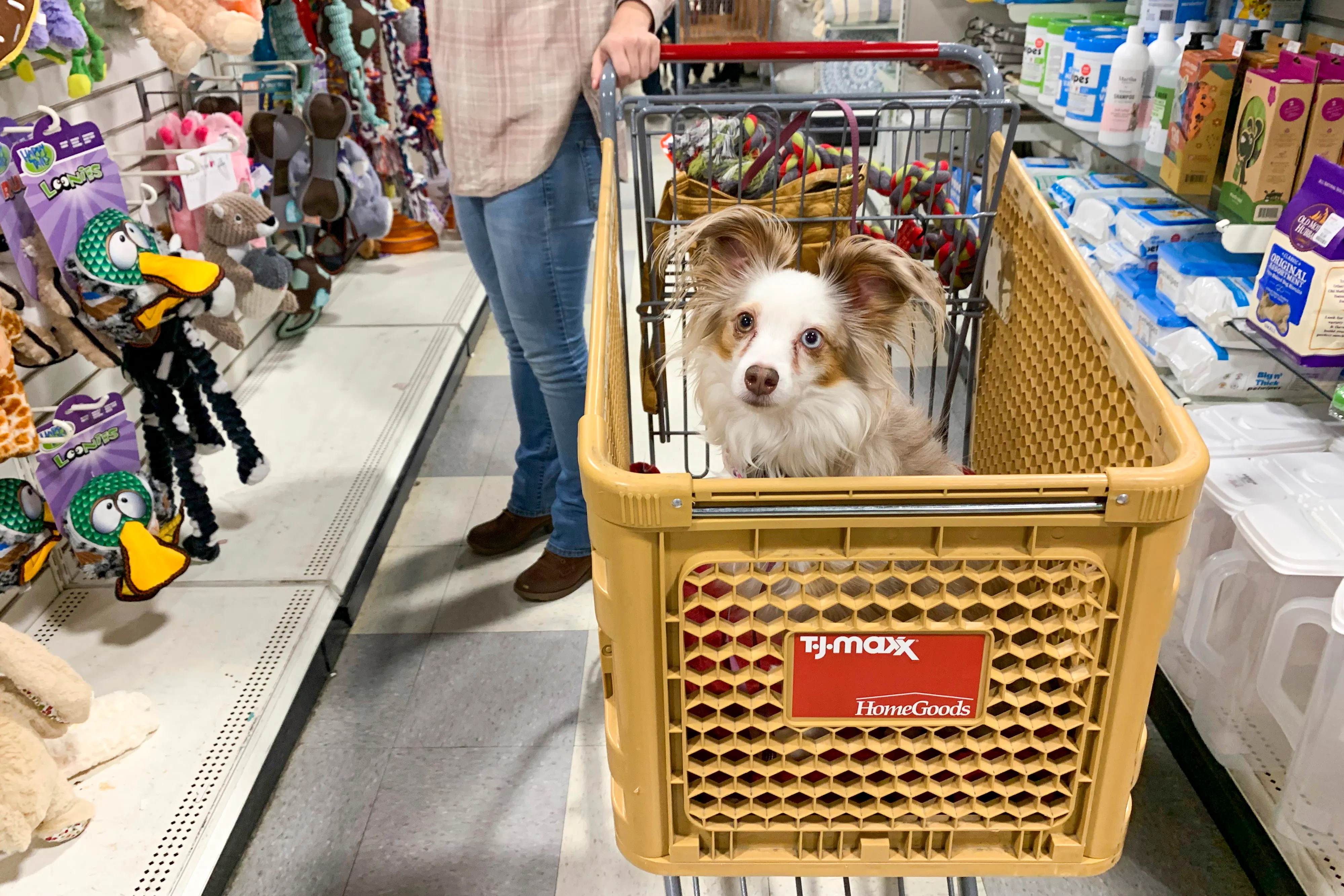 47 Popular Pet-Friendly Stores That Allow Dogs - The Krazy Coupon Lady